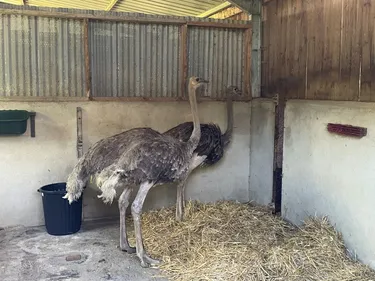 Château-Gontier. Grâce au Refuge de l'Arche, deux autruches évitent...
